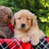 Image of Harvest, a Golden Retriever puppy