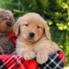 Image of Harvest, a Golden Retriever puppy