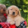 Image of Harvest, a Golden Retriever puppy