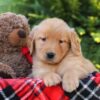 Image of Harvest, a Golden Retriever puppy