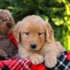 Image of Harvest, a Golden Retriever puppy