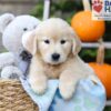 Image of Haylee, a Golden Retriever puppy