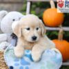 Image of Haylee, a Golden Retriever puppy