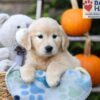 Image of Haylee, a Golden Retriever puppy