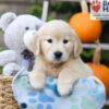 Image of Haylee, a Golden Retriever puppy