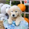 Image of Haylee, a Golden Retriever puppy