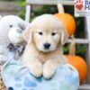 Image of Haylee, a Golden Retriever puppy