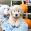 Image of Haylee, a Golden Retriever puppy