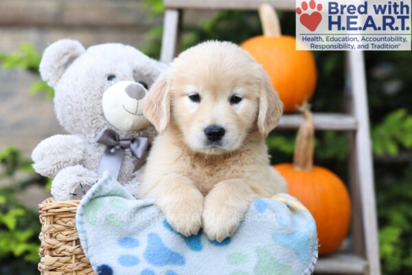 Image of Haylee, a Golden Retriever puppy