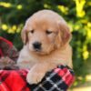 Image of Hazel, a Golden Retriever puppy