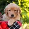 Image of Hazel, a Golden Retriever puppy