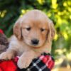 Image of Hazel, a Golden Retriever puppy