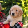 Image of Hazel, a Golden Retriever puppy