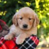 Image of Hazel, a Golden Retriever puppy