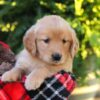 Image of Hazel, a Golden Retriever puppy