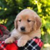 Image of Hazel, a Golden Retriever puppy