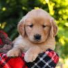 Image of Hazel, a Golden Retriever puppy