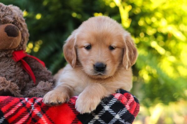 Image of Hazel, a Golden Retriever puppy