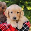 Image of Heather, a Golden Retriever puppy