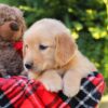 Image of Heather, a Golden Retriever puppy