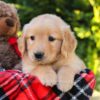 Image of Heather, a Golden Retriever puppy