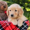 Image of Heather, a Golden Retriever puppy