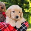 Image of Heather, a Golden Retriever puppy