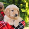 Image of Heather, a Golden Retriever puppy