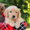 Image of Heather, a Golden Retriever puppy