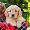 Image of Heather, a Golden Retriever puppy