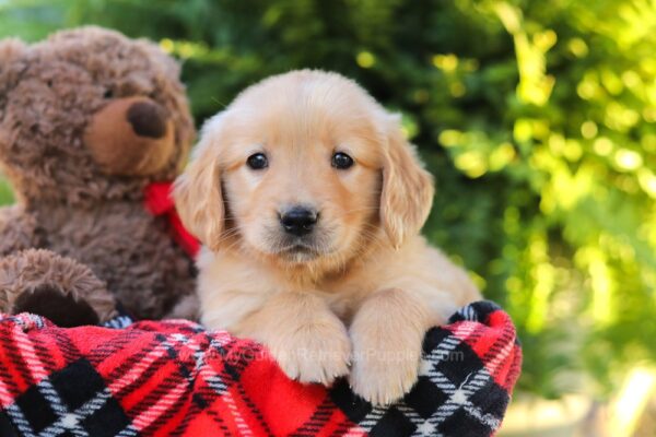 Image of Heather, a Golden Retriever puppy