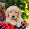 Image of Heather, a Golden Retriever puppy