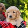 Image of Heather, a Golden Retriever puppy