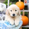 Image of Helena, a Golden Retriever puppy