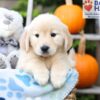 Image of Helena, a Golden Retriever puppy