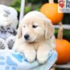 Image of Helena, a Golden Retriever puppy