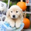 Image of Helena, a Golden Retriever puppy