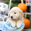 Image of Helena, a Golden Retriever puppy