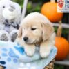 Image of Helena, a Golden Retriever puppy