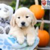 Image of Helena, a Golden Retriever puppy