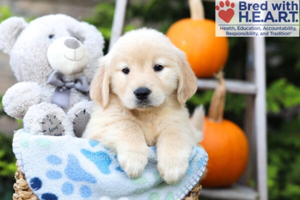 Image of Helena, a Golden Retriever puppy