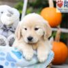 Image of Helena, a Golden Retriever puppy