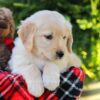 Image of Hickory, a Golden Retriever puppy