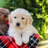 Image of Hickory, a Golden Retriever puppy