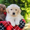 Image of Hickory, a Golden Retriever puppy