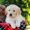 Image of Hickory, a Golden Retriever puppy