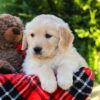 Image of Hickory, a Golden Retriever puppy