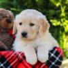 Image of Hickory, a Golden Retriever puppy