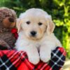 Image of Hickory, a Golden Retriever puppy