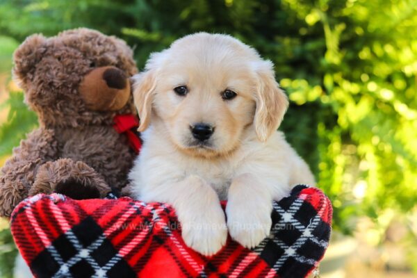 Image of Hickory, a Golden Retriever puppy